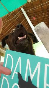 Even Sandy, the stray beach-dog, found something to laugh about in 'Damp Dogs & Rabbit Wee.'